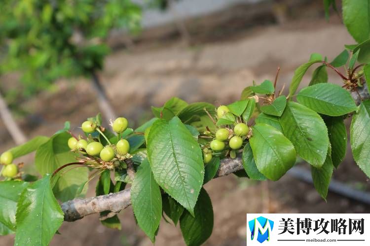 草莓樱桃色多多绿巨人秋葵-网友表示：“这就是我的夏日色彩！”
